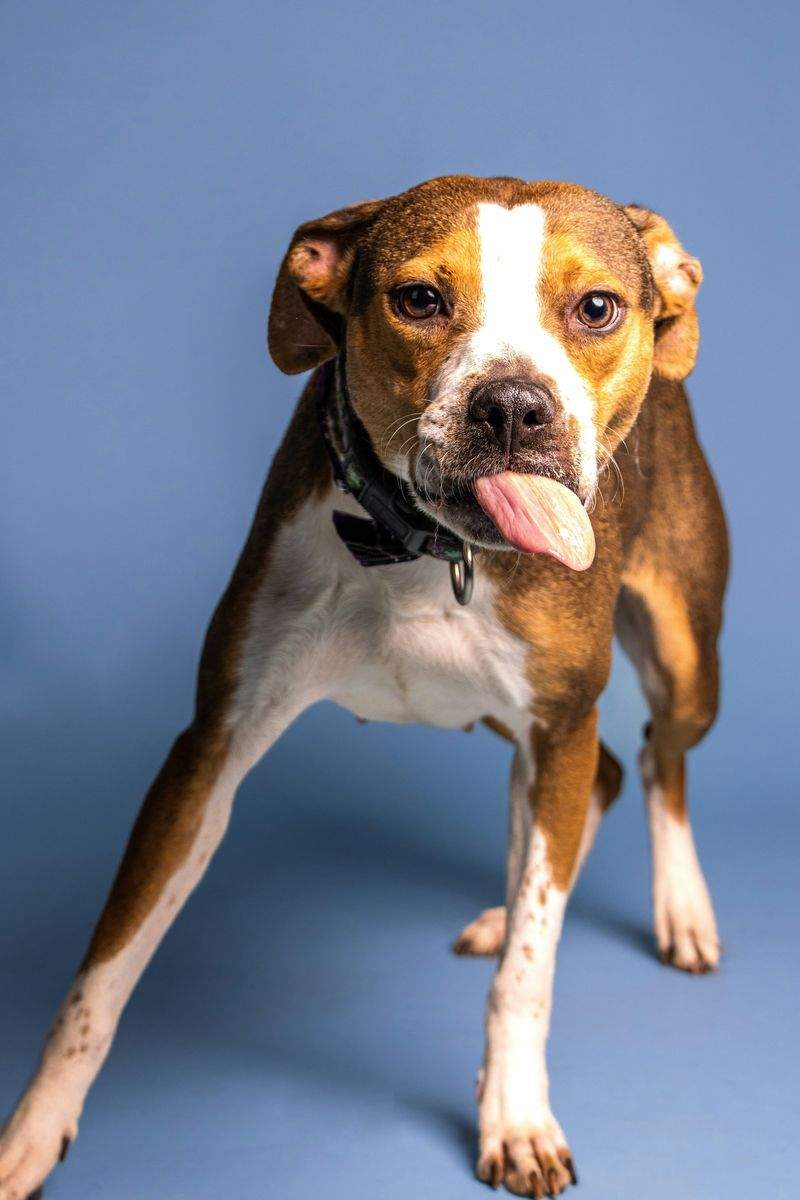 Comment aider un chien timide à reprendre confiance