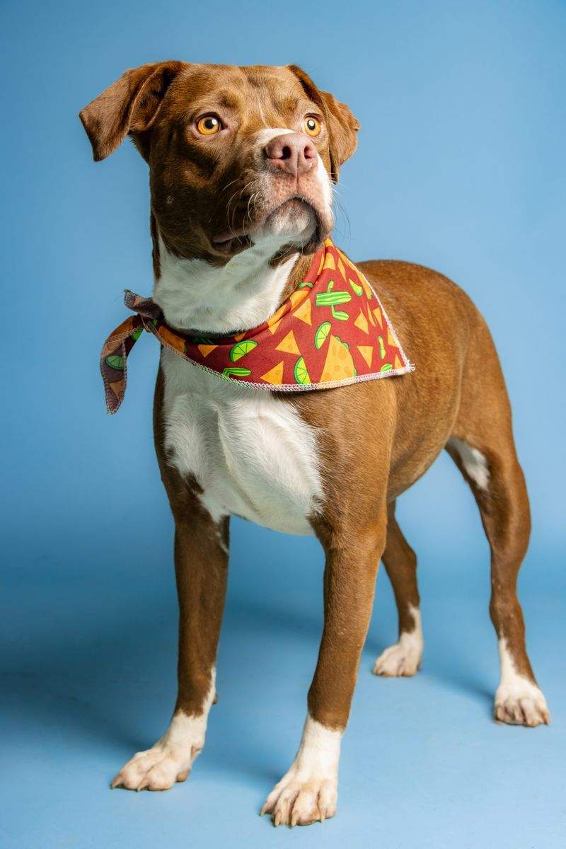 Les bienfaits des promenades régulières pour les chiens du refuge