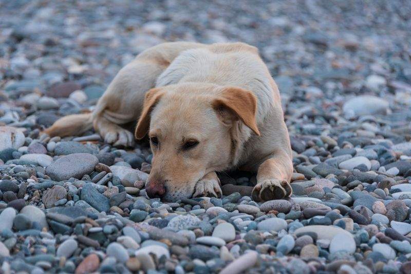 Refuge Canin Lumière d'Azur 2
