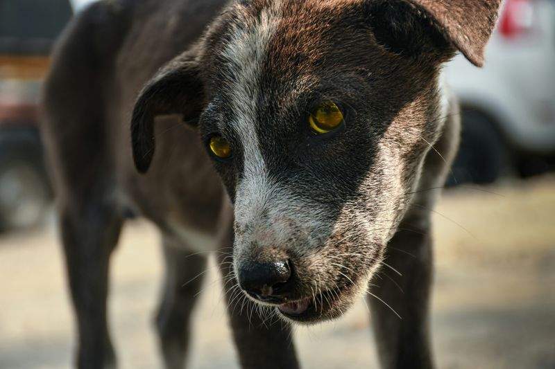 Service de signalement et prise en charge des chiens trouvés